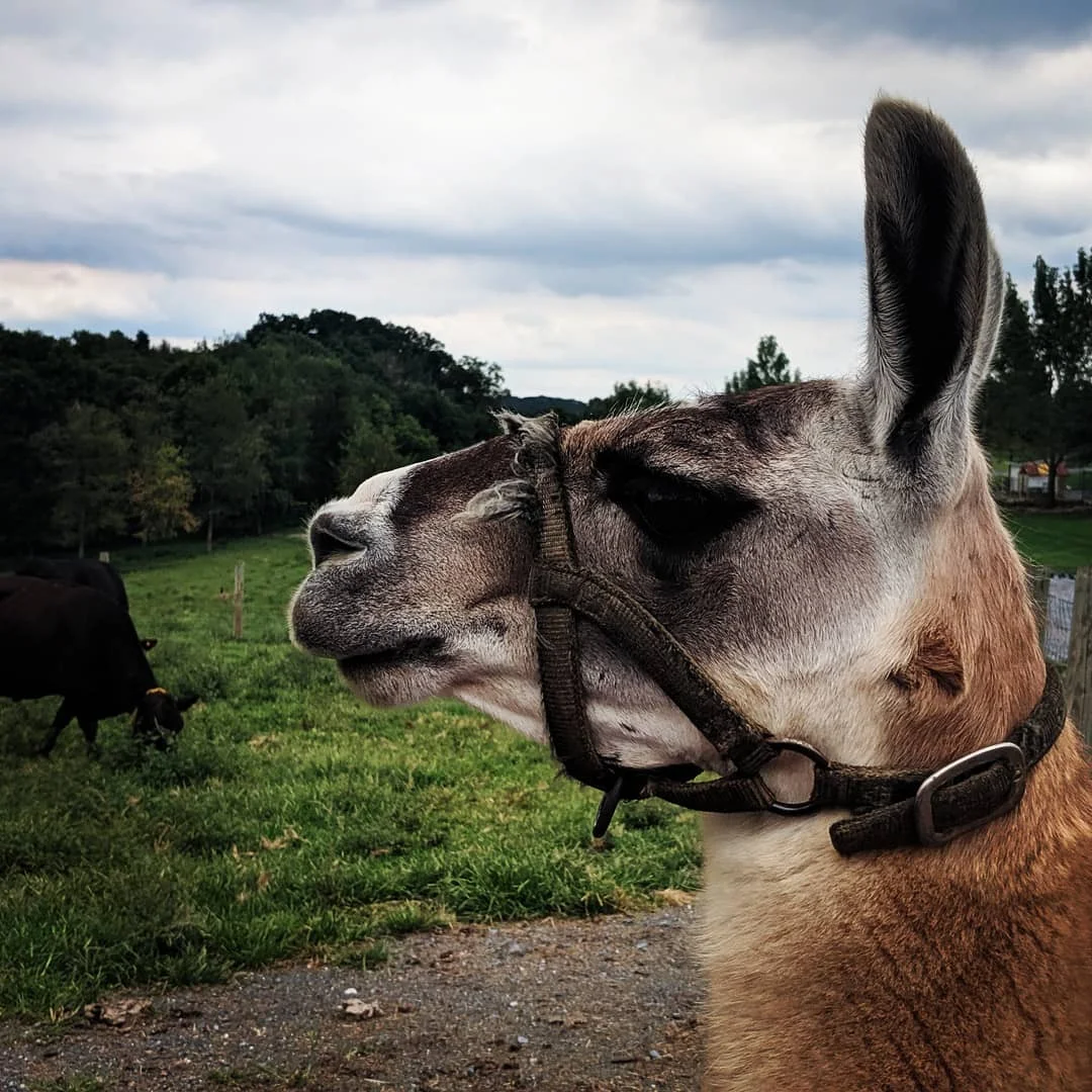 Photograph by Matt Misner