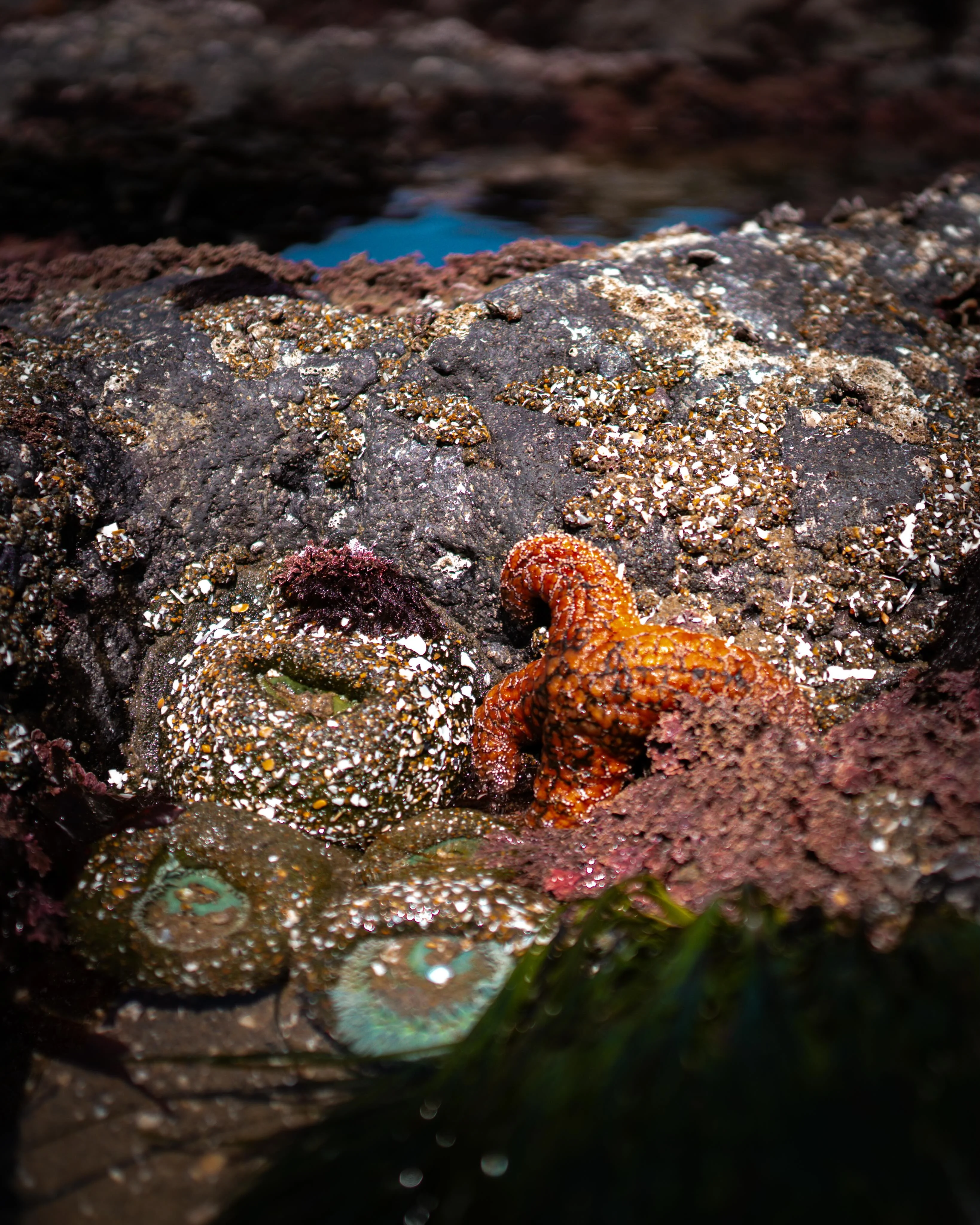 #oregon #oregancoast #starfish #tidepools #pnw