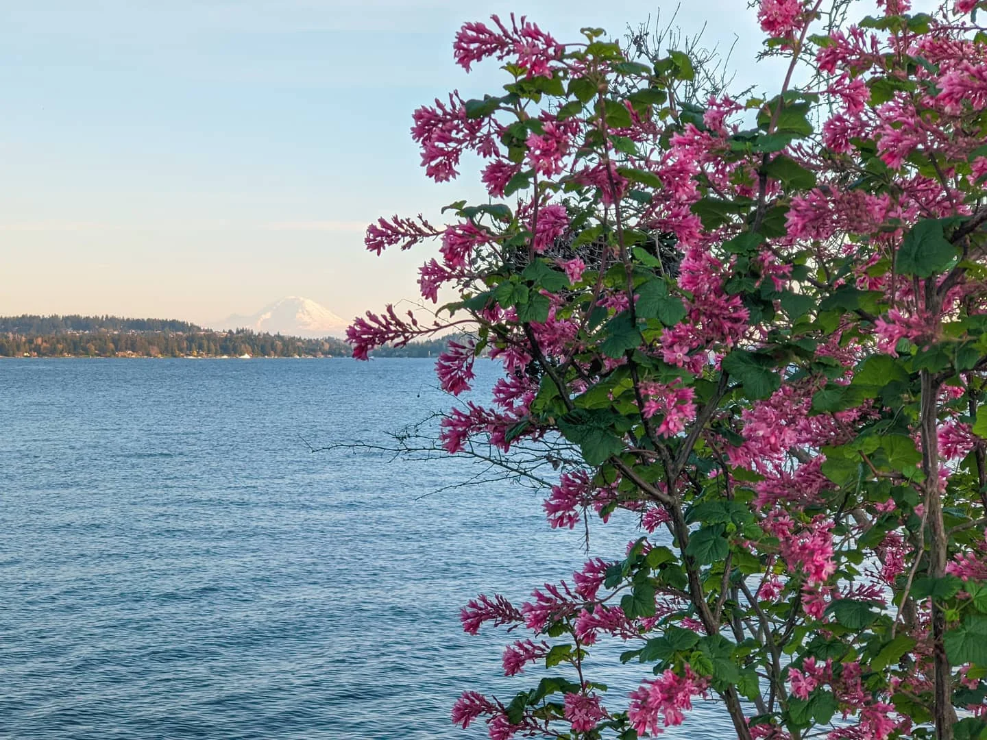 It's spring? #rainierwatch