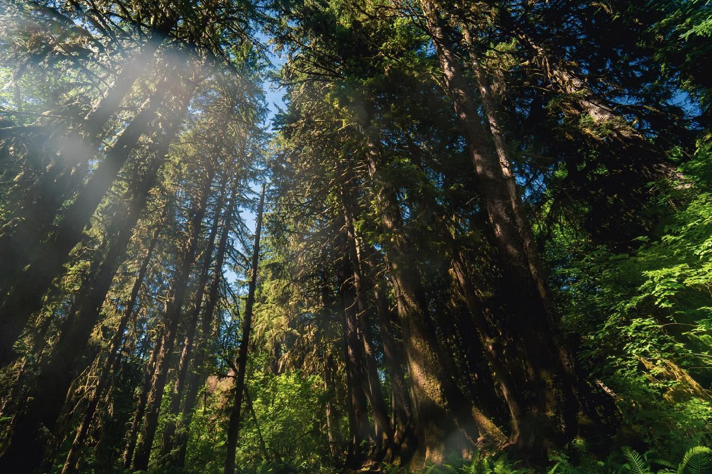 #pnw #rainforest