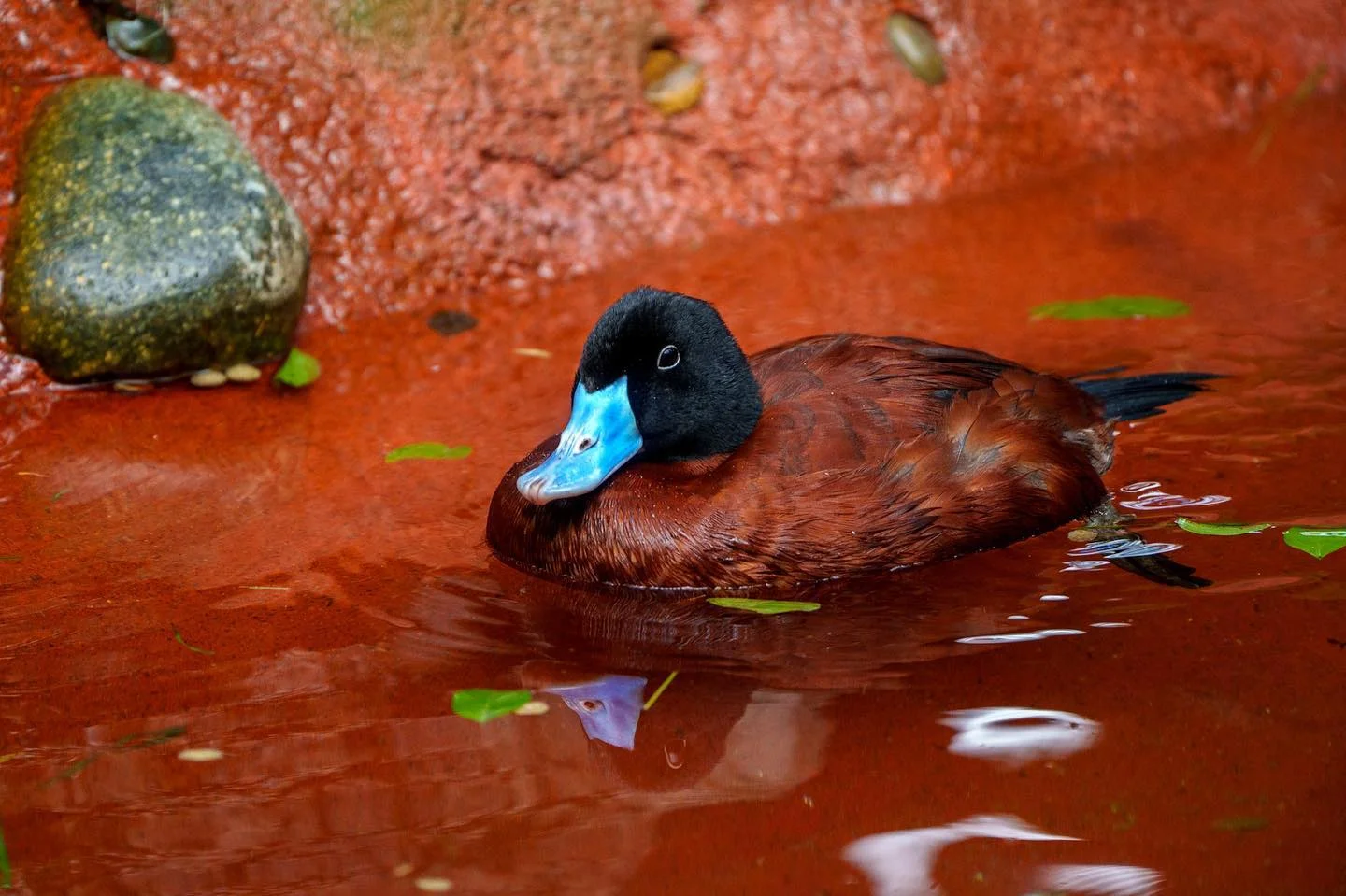 Quack