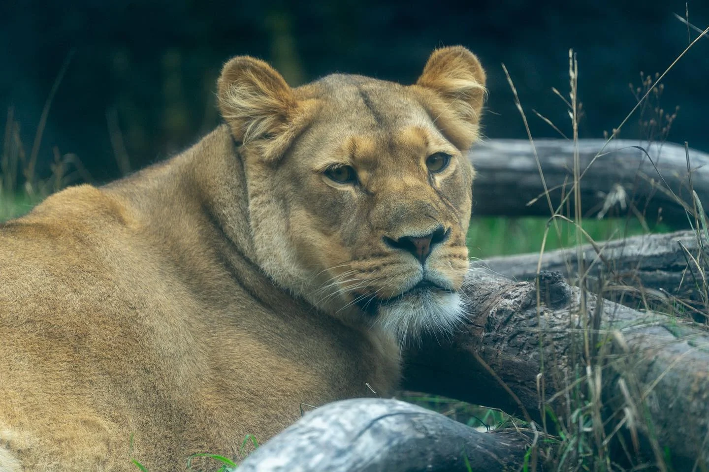 Roar