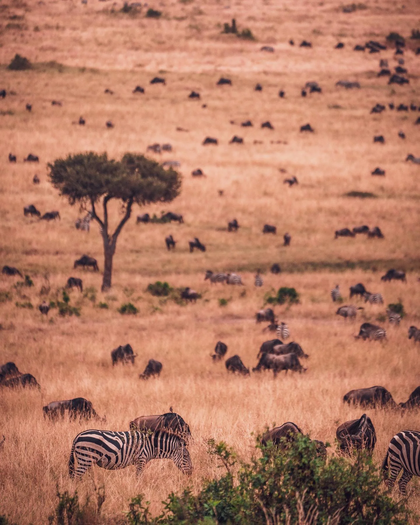 Zebra