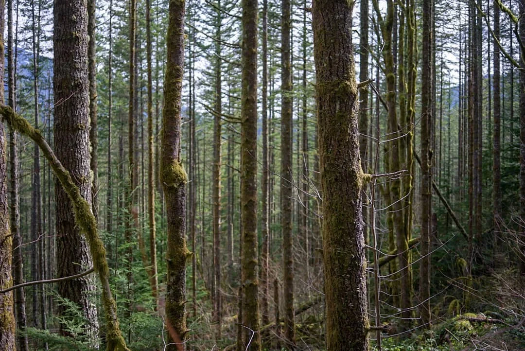 The woods
