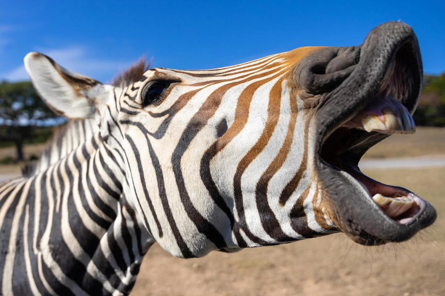 #zebra #smile #feedmeandtellmeimpretty #texas