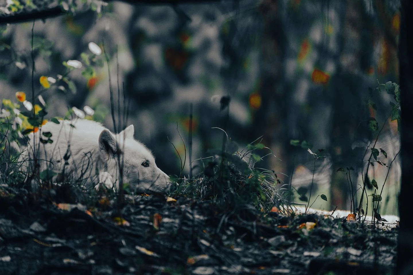Howl…
