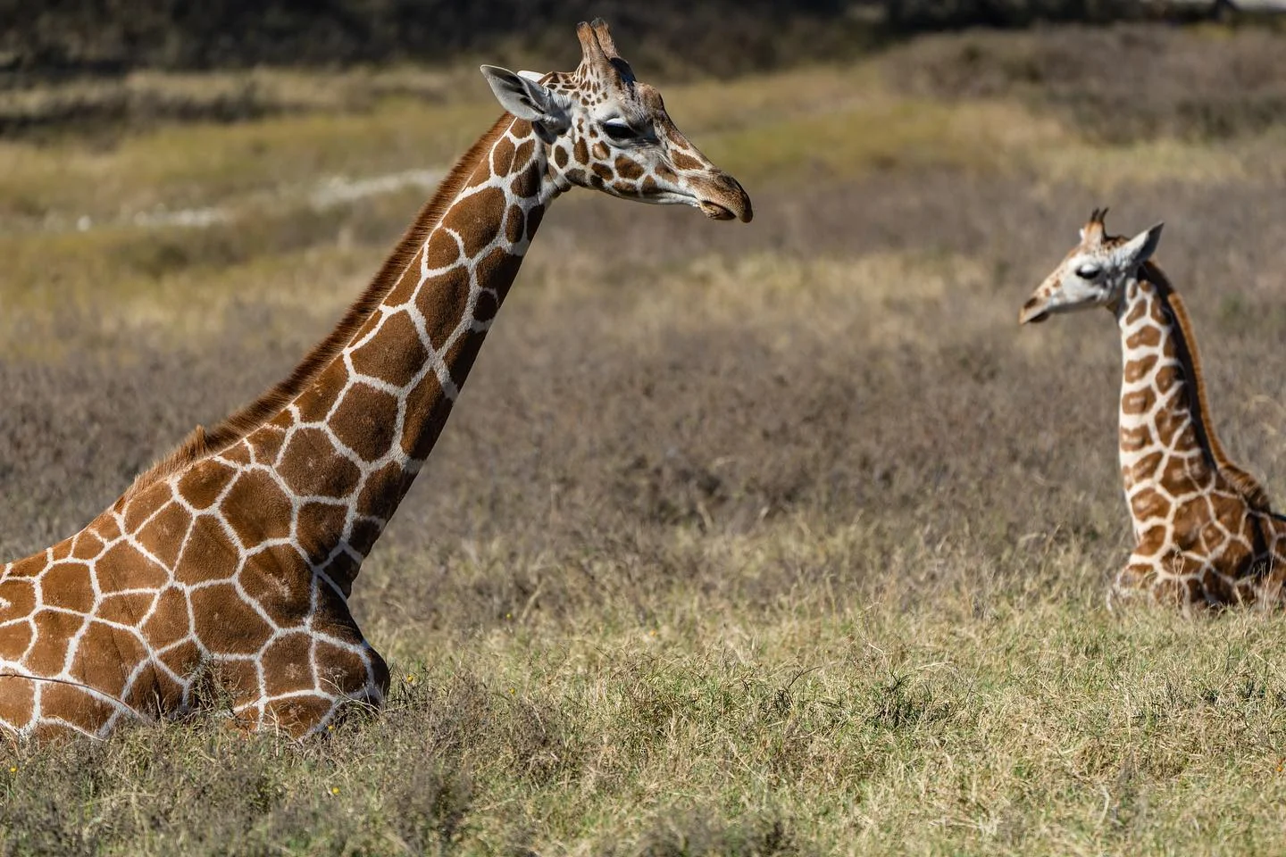 #giraffe #fossilrim
