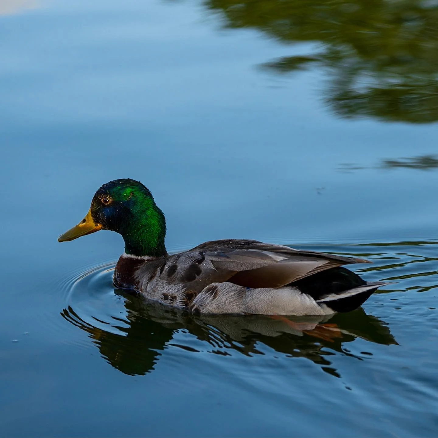 Quack.