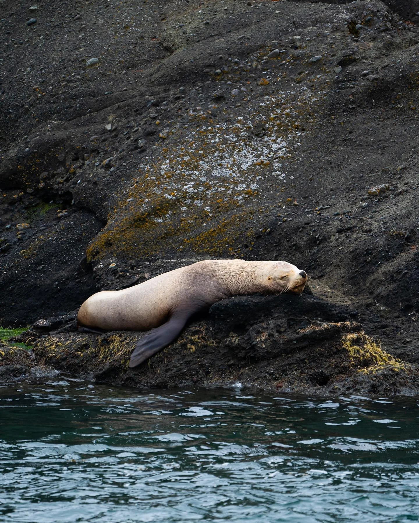 Sea Sausage