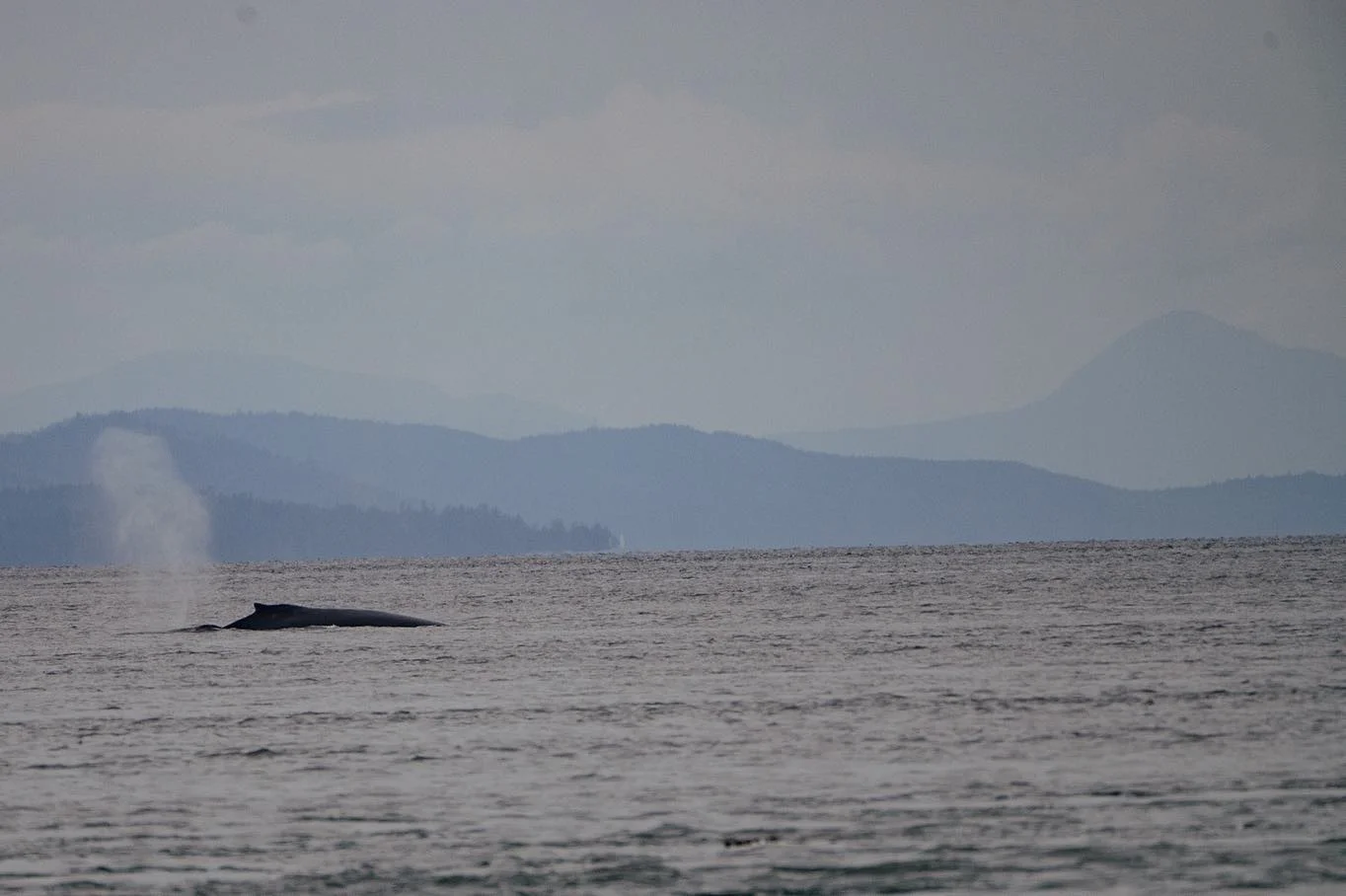 Whale hello there.