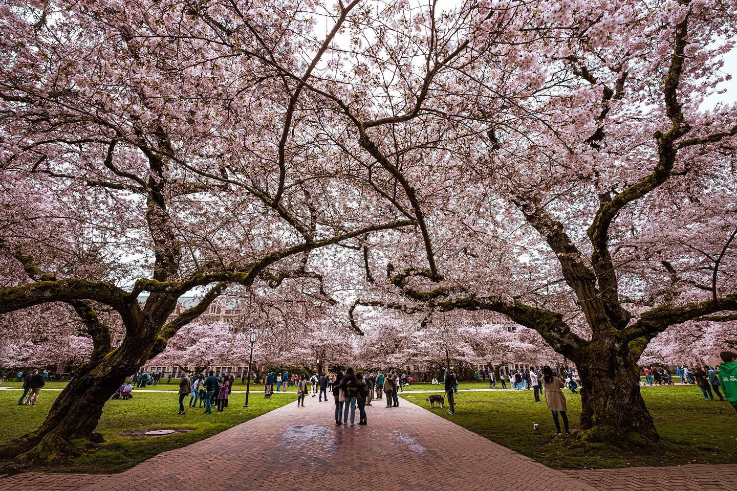 Cherry Blossoms!

(Full Res and more mwmisner.com )
