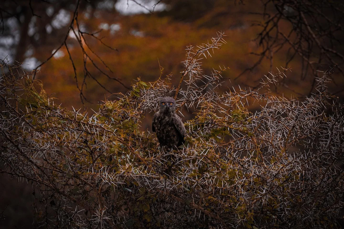 Photograph by Matt Misner