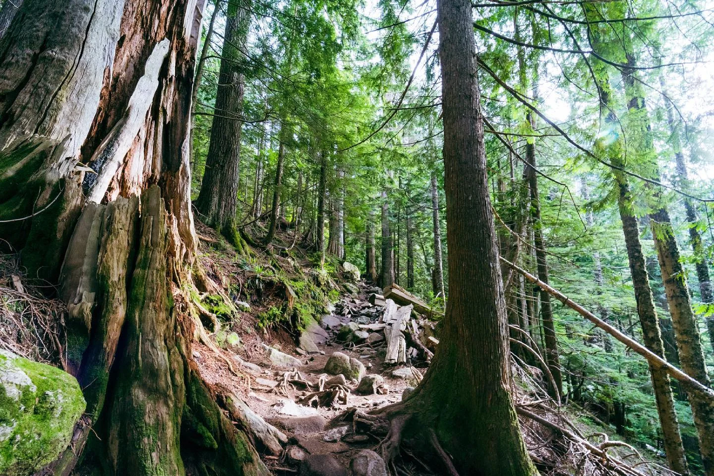 #hiking #pnw #lakeserene #trees #wideangle #trail