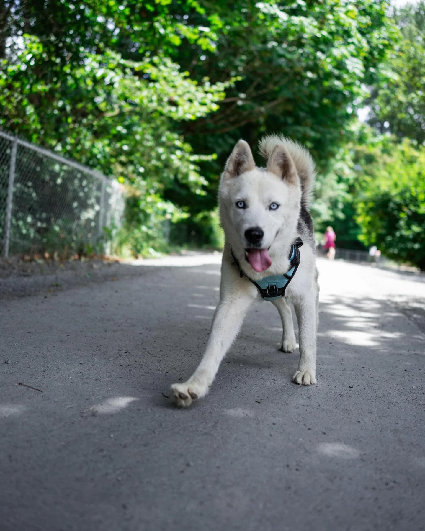 This is Tofu! He is looking for his forever home in the PNW! He stayed with me this weekend and is the sweetest!

Reach out to @grasshoppergurl if you are interested!