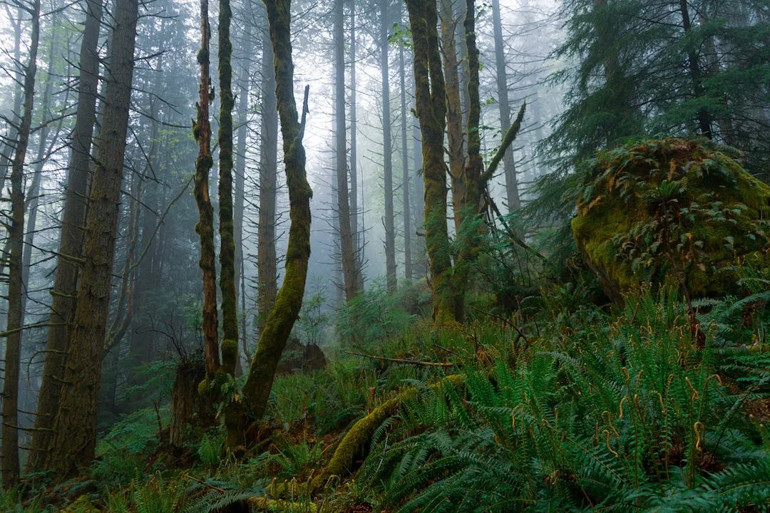 Foggy