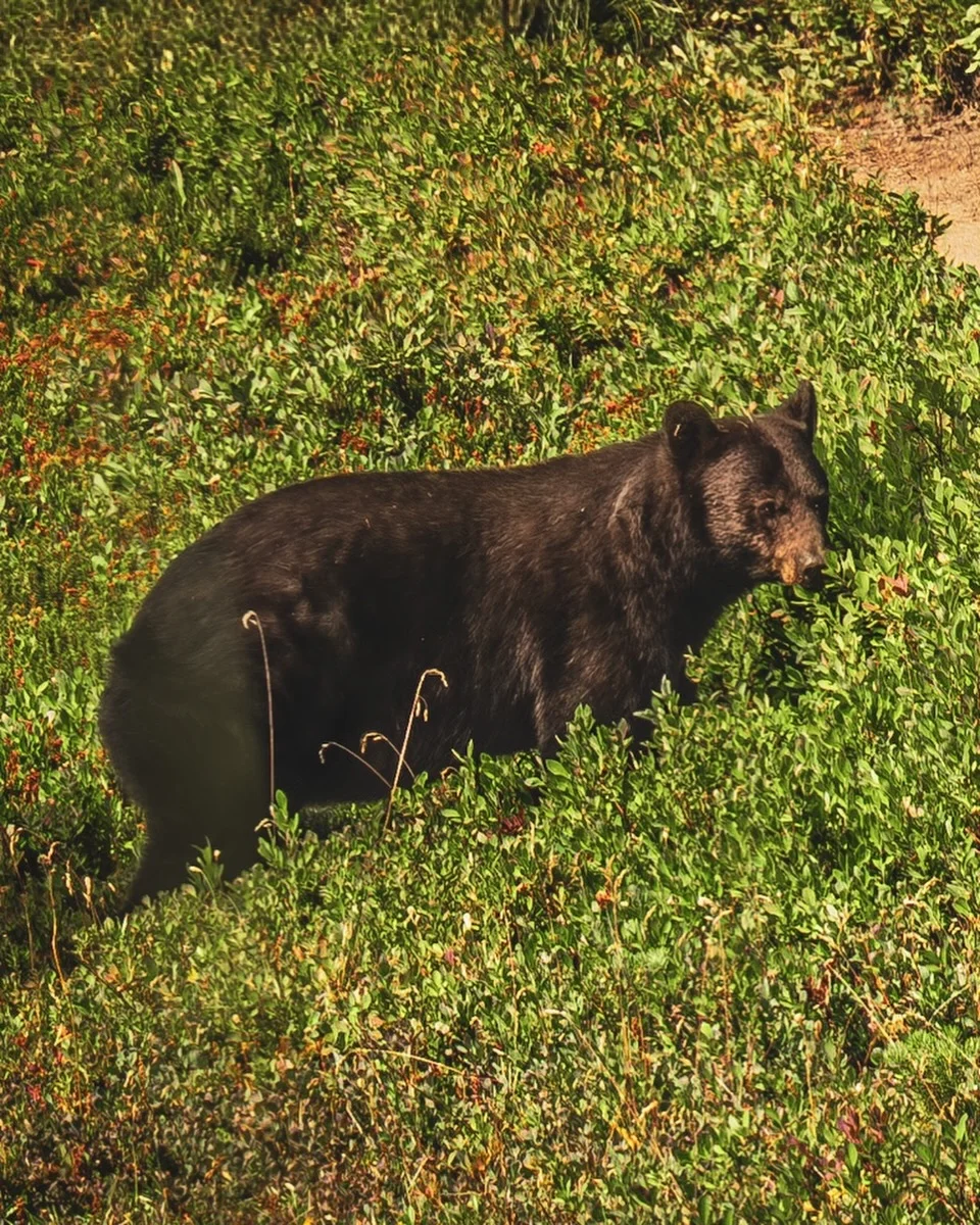 Black Bear 🐻 at the @glazerscamera Star Party!

#starparty #mtrainier #nationalpark #bear #naturephotography 

Shot on @sigmaphoto 20-200 3.5 - 6.3 loaned by the amazing golden_fever ! (It’s a nice hiking lens!)

It was at a class led by the amazing @kennaklosterman supported by @tamron_ben_hutchinson with his roller bag  defensive tool and a wonderful @mountrainiernps ranger!

(Shots @tamronamericas glass coming soon)