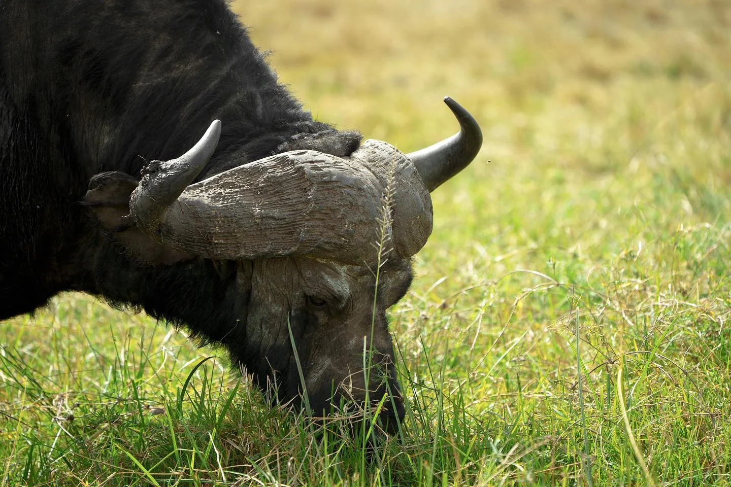 Buffalo