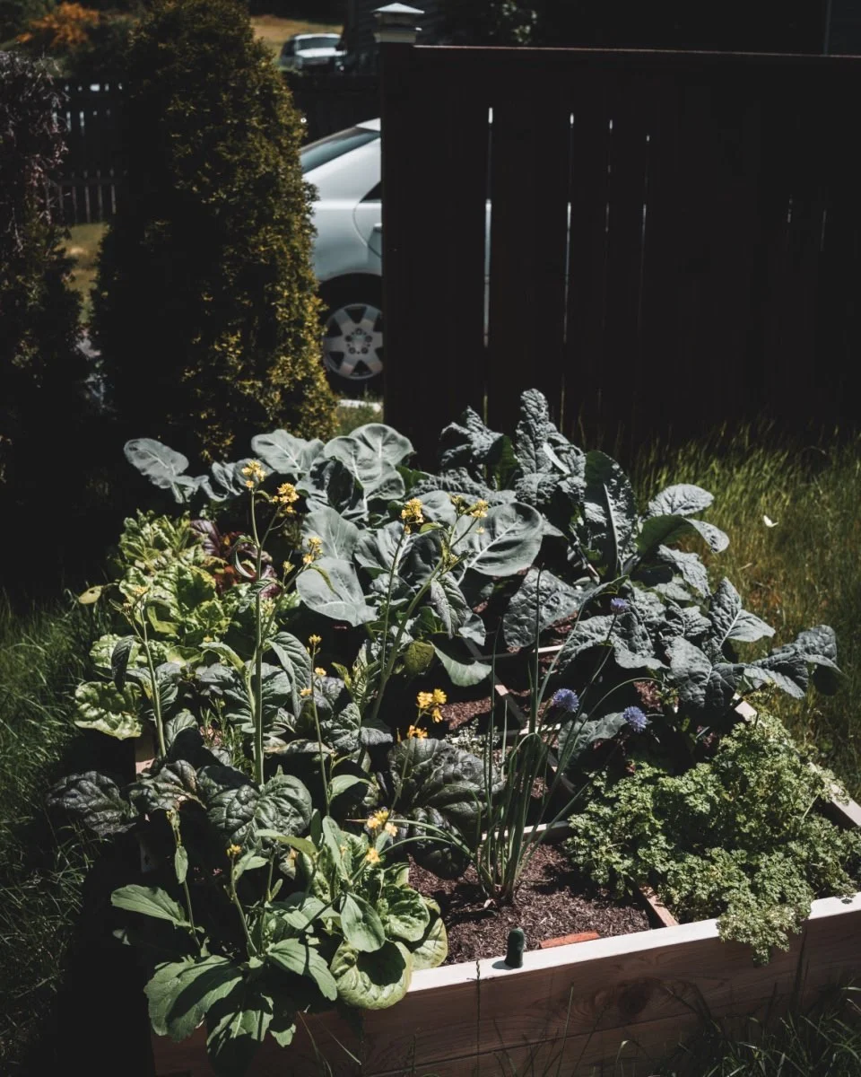 Garden v1. Some might say I have my grandfathers green thumb.