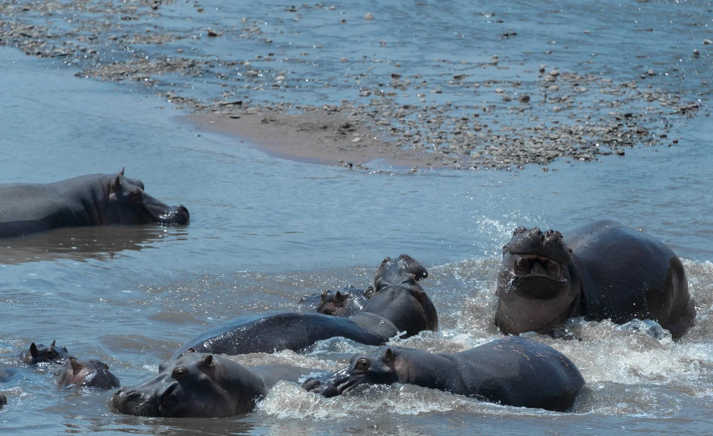 Hippos